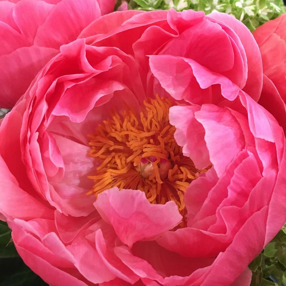 Meet your Posher, Gaby